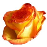 High & Magic Roses d'Equateur Ethiflora